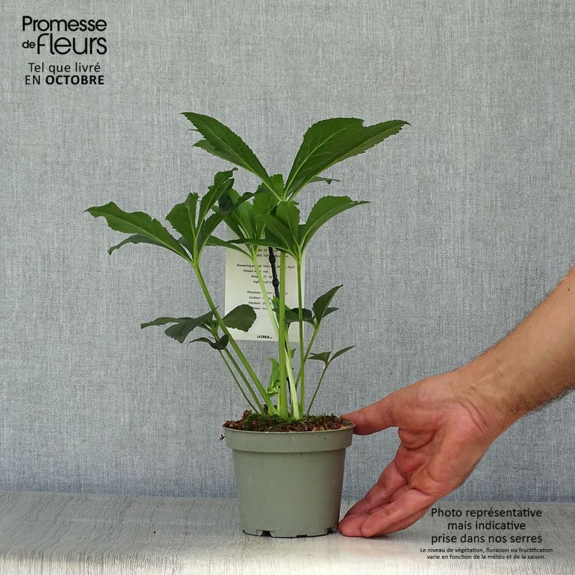 Exemplaar van Helleborus Anemone Red - Lenteroos rood Pot van 12 cm / 13 cm zoals geleverd in de herfst