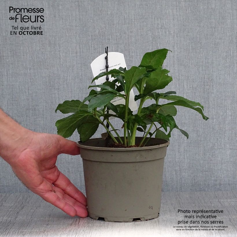 Exemplaar van Helleborus Anemone Red - Lenteroos rood Pot van 2 l/3 l zoals geleverd in de herfst
