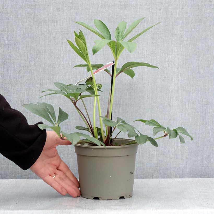 Exemplaar van Helleborus Anemone Red - Lenteroos rood Pot van 2 l/3 l zoals geleverd in de lente