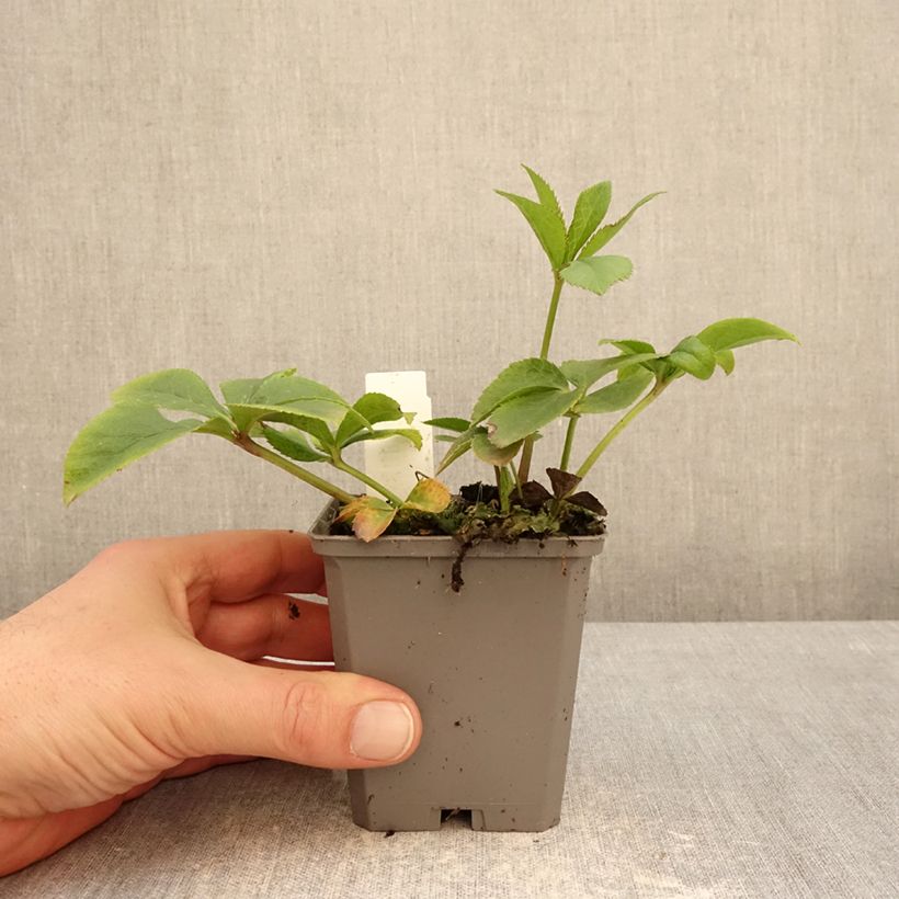 Exemplaar van Helleborus Aubergine W/E - Lenteroos auberginekleurig Kweekpotje van 8/9 cm zoals geleverd in de winter