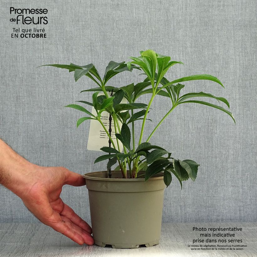 Exemplaar van Helleborus White Red Center - Lenteroos wit rood Pot van 2 l/3 l zoals geleverd in de herfst
