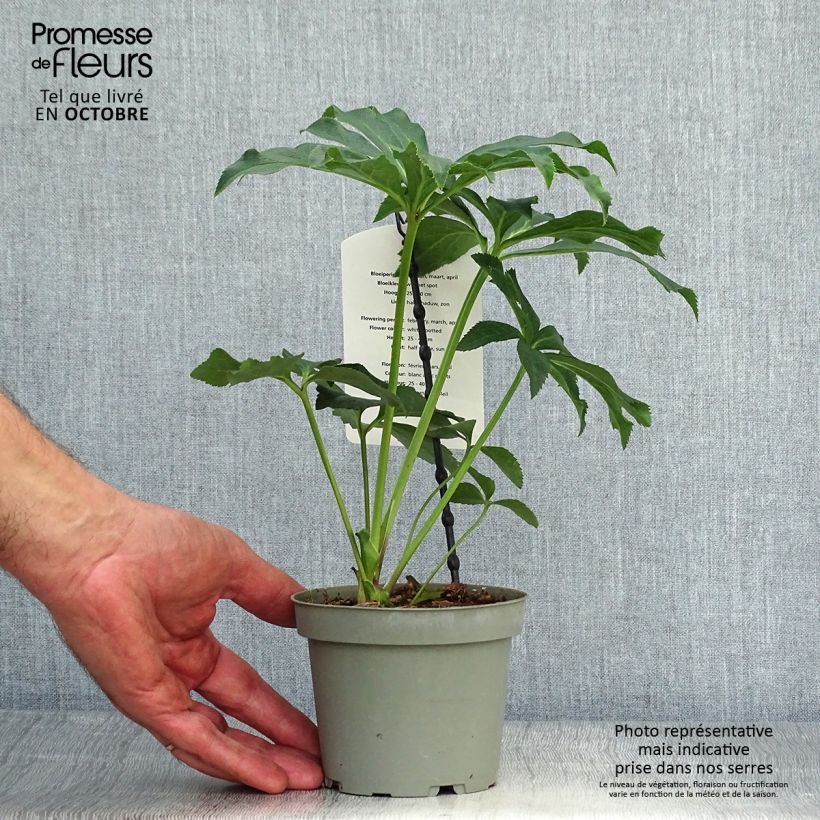 Exemplaar van Helleborus White guttatus - Lenteroos wit gespikkeld Pot van 12 cm / 13 cm zoals geleverd in de herfst
