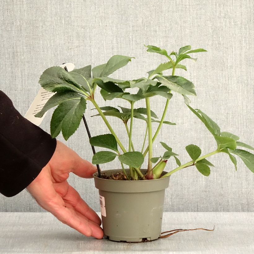 Exemplaar van Helleborus White guttatus - Lenteroos wit gespikkeld Pot van 12 cm / 13 cm zoals geleverd in de winter