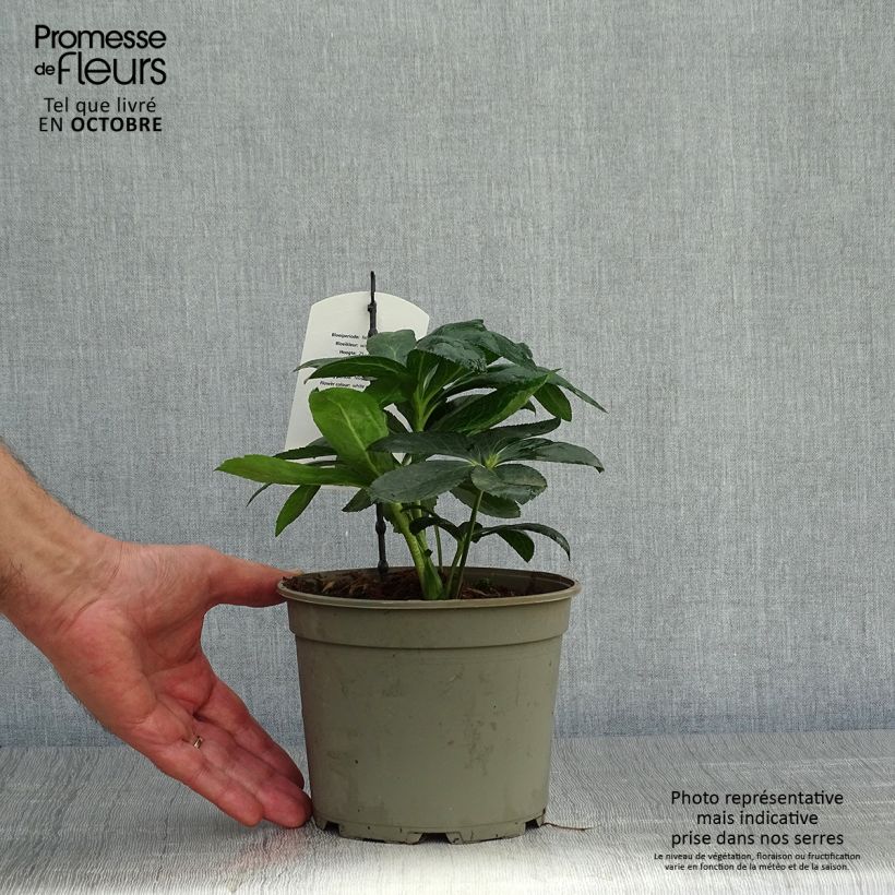 Exemplaar van Hellébore orientale Blanc guttatus Pot de 2L/3L zoals geleverd in de herfst
