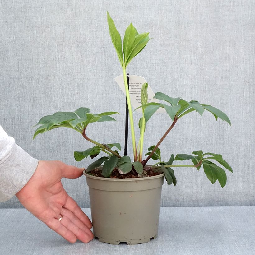 Exemplaar van Helleborus White guttatus - Lenteroos wit gespikkeld Pot van 2 l/3 l zoals geleverd in de lente