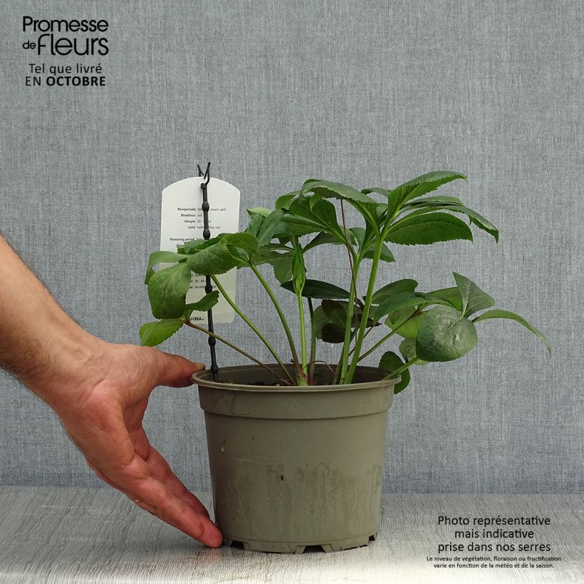 Exemplaar van Hellébore orientale Blanc Pot de 2L/3L zoals geleverd in de herfst
