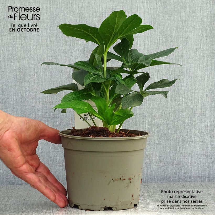 Exemplaar van Helleborus Double Aubergine White Edge - Lenteroos dubbrel auberige met witte rand Pot van 2 l/3 l zoals geleverd in de herfst