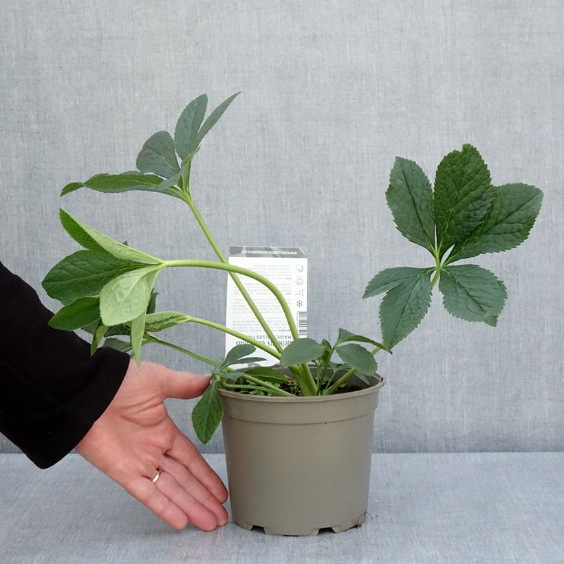 Exemplaar van Helleborus Double Aubergine White Edge - Lenteroos dubbrel auberige met witte rand Pot van 2 l/3 l zoals geleverd in de lente