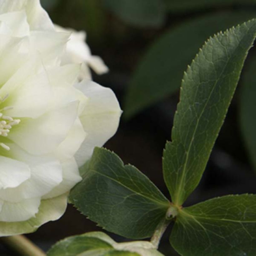 Helleborus Double White- lenteroos dubbel wit (Blad)