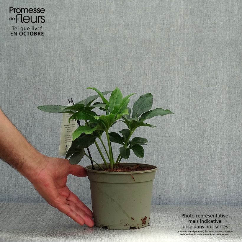 Exemplaar van Helleborus Double White Spotted - lenteroos dubbel wit gevlekt Pot van 2 l/3 l zoals geleverd in de herfst