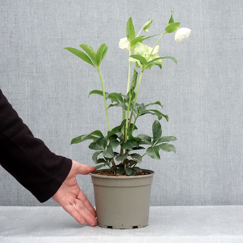 Exemplaar van Helleborus Double White- lenteroos dubbel wit Pot van 2 l/3 l zoals geleverd in de lente