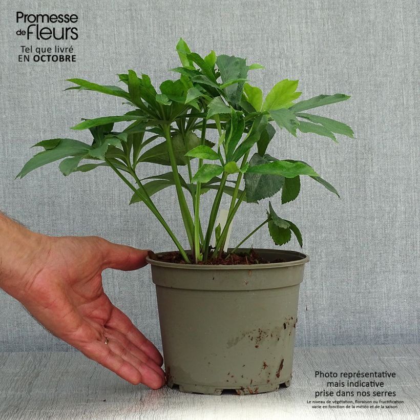 Exemplaar van Helleborus Double Yellow guttatus - dubbel geel gespikkeld Pot van 2 l/3 l zoals geleverd in de herfst
