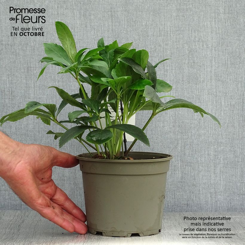 Exemplaar van Helleborus Double Pale Yellow - lenteroos dubbel geel Pot van 2 l/3 l zoals geleverd in de herfst