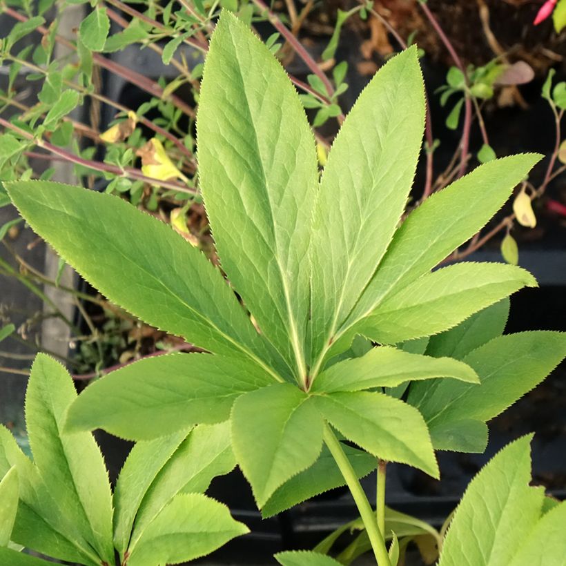 Helleborus Double Pale Yellow - lenteroos dubbel geel (Blad)