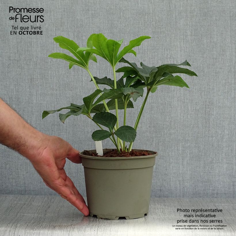 Exemplaar van Helleborus Double Red - Lenteroos dubbel rood Pot van 2 l/3 l zoals geleverd in de herfst