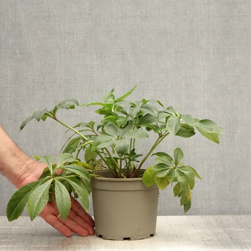 Exemplaar van Helleborus Double Red - Lenteroos dubbel rood Pot van 2 l/3 l zoals geleverd in de zomer