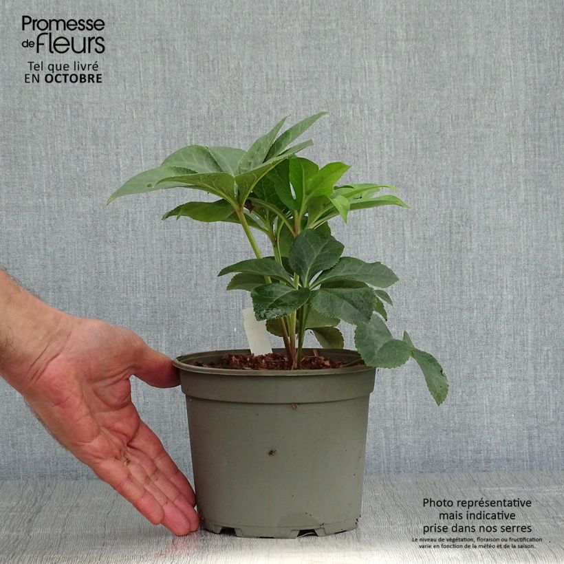 Exemplaar van Helleborus Special Pink - Lenteroos roze Pot van 2 l/3 l zoals geleverd in de herfst