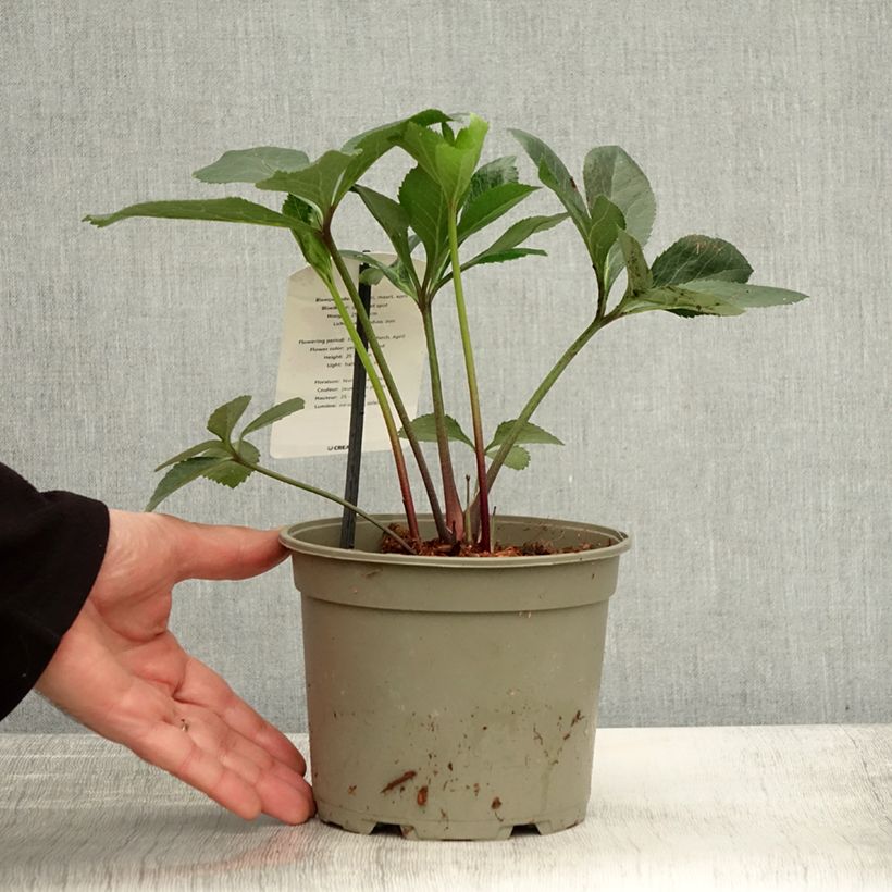 Exemplaar van Helleborus orientalis Jaune guttatus - Lenteroos geel gespikkeld Pot van 2 l/3 l zoals geleverd in de herfst