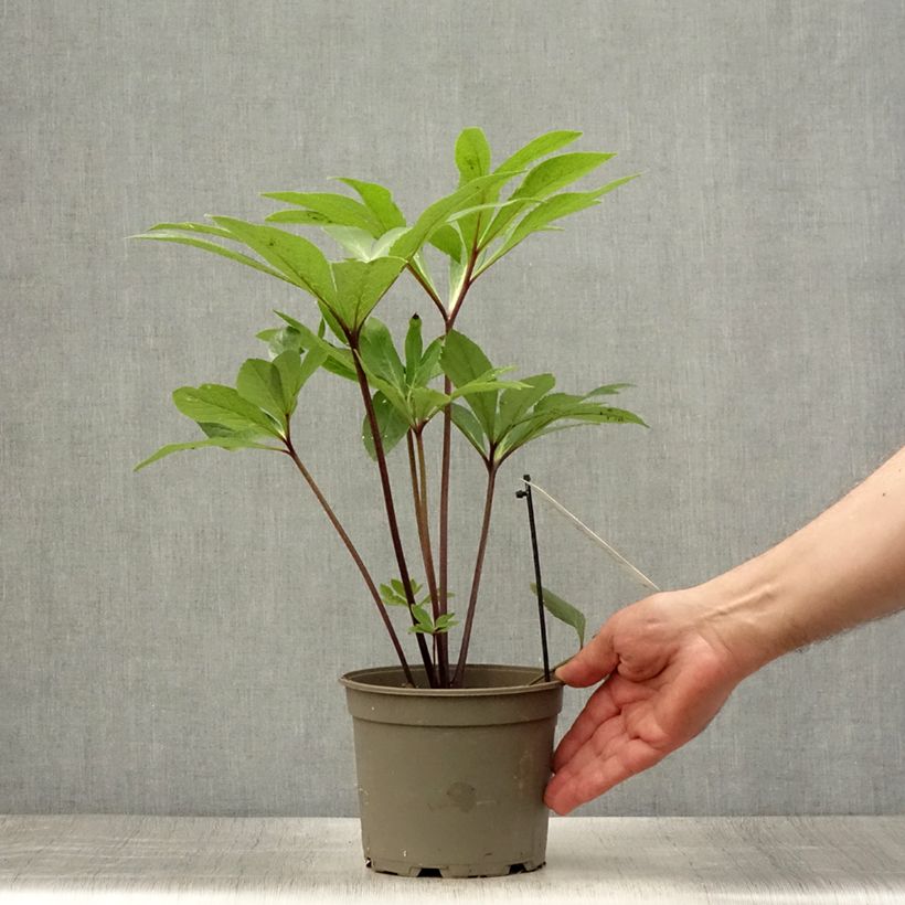 Exemplaar van Helleborus orientalis Jaune guttatus - Lenteroos geel gespikkeld Pot van 2 l/3 l zoals geleverd in de zomer