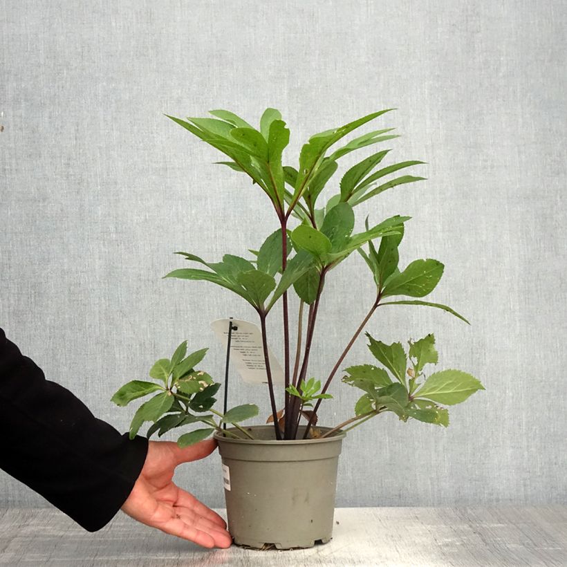 Exemplaar van Helleborus orientalis Jaune guttatus - Lenteroos geel gespikkeld Pot van 2 l/3 l zoals geleverd in de lente
