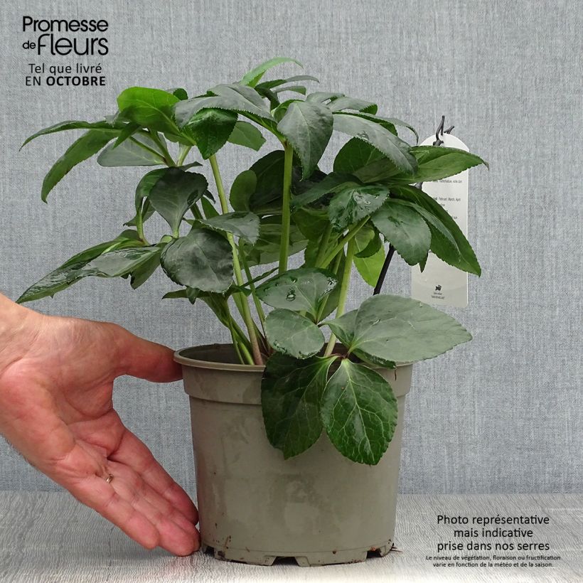 Exemplaar van Helleborus Yellow - Lenteroos Pot van 2 l/3 l zoals geleverd in de herfst