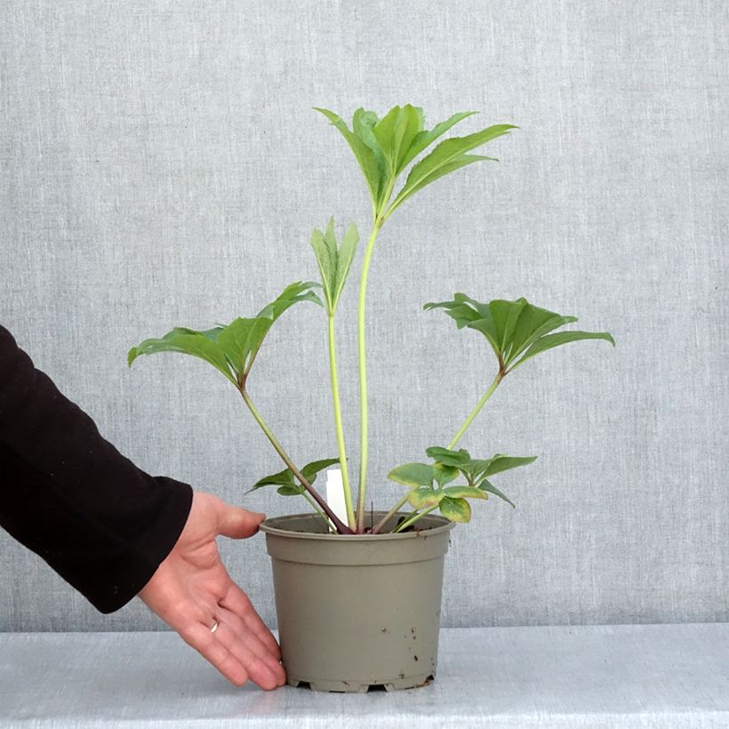 Exemplaar van Helleborus Yellow - Lenteroos Pot van 2 l/3 l zoals geleverd in de lente