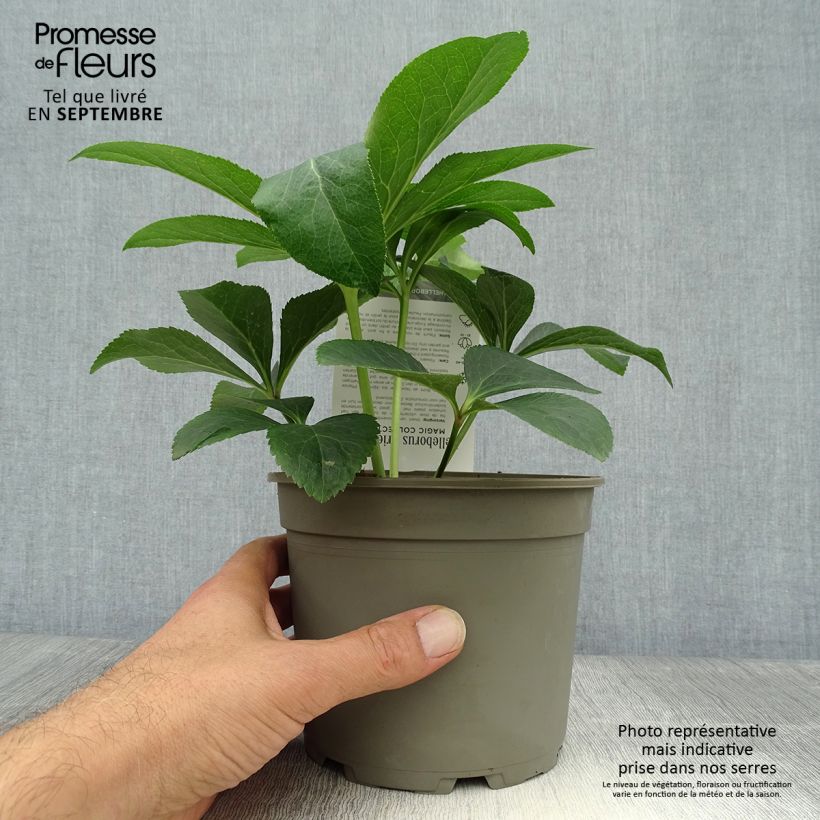 Exemplaar van Helleborus orientalis Magic Abricot - Lenteroos apricote gespikkeld Pot van 2 l/3 l zoals geleverd in de herfst