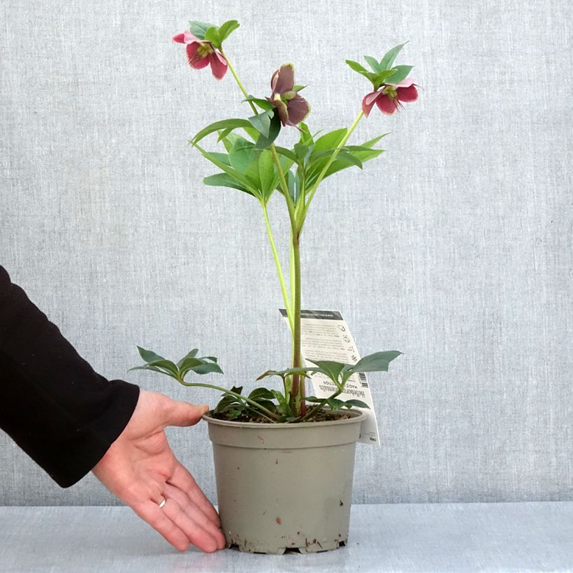 Exemplaar van Helleborus Magic Aubergine liseré - Lenteroos donker paars met contrasterende ran Pot van 2 l/3 l zoals geleverd in de lente
