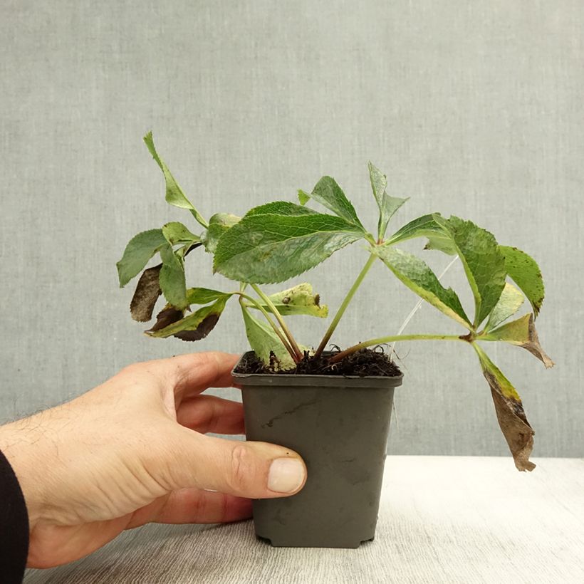 Exemplaar van Helleborus orientalis Mix - Lenteroos Kweekpotje van 8/9 cm zoals geleverd in de herfst