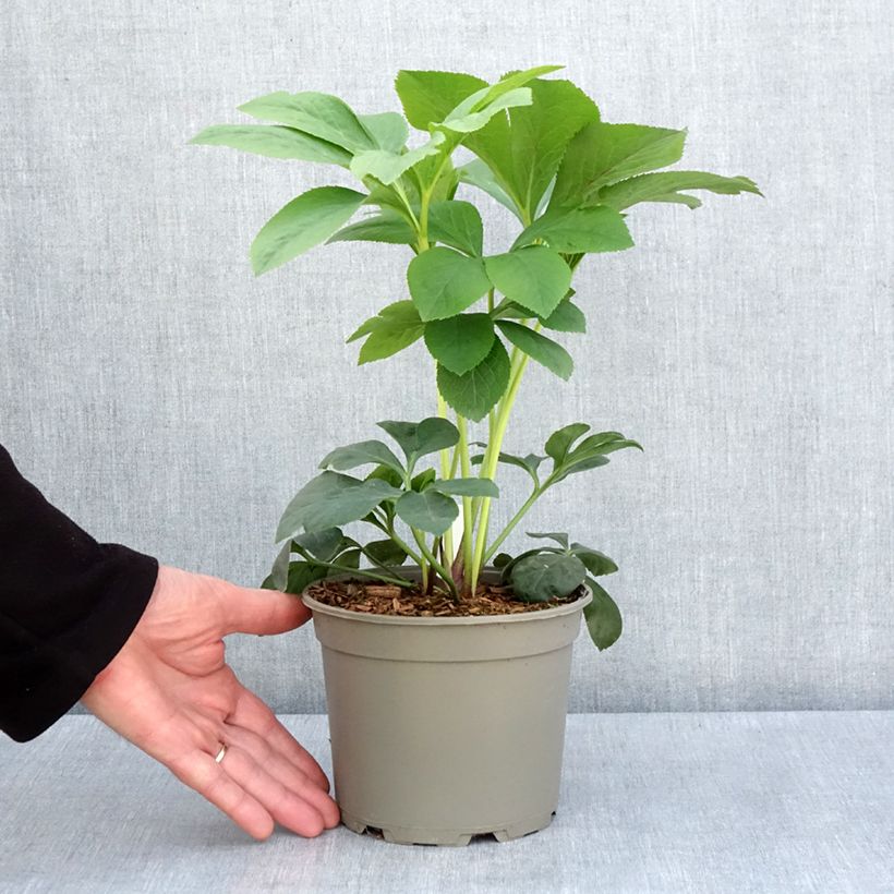 Exemplaar van Helleborus Peach with Dark Center - Lenteroos perzik Pot van 2 l/3 l zoals geleverd in de lente