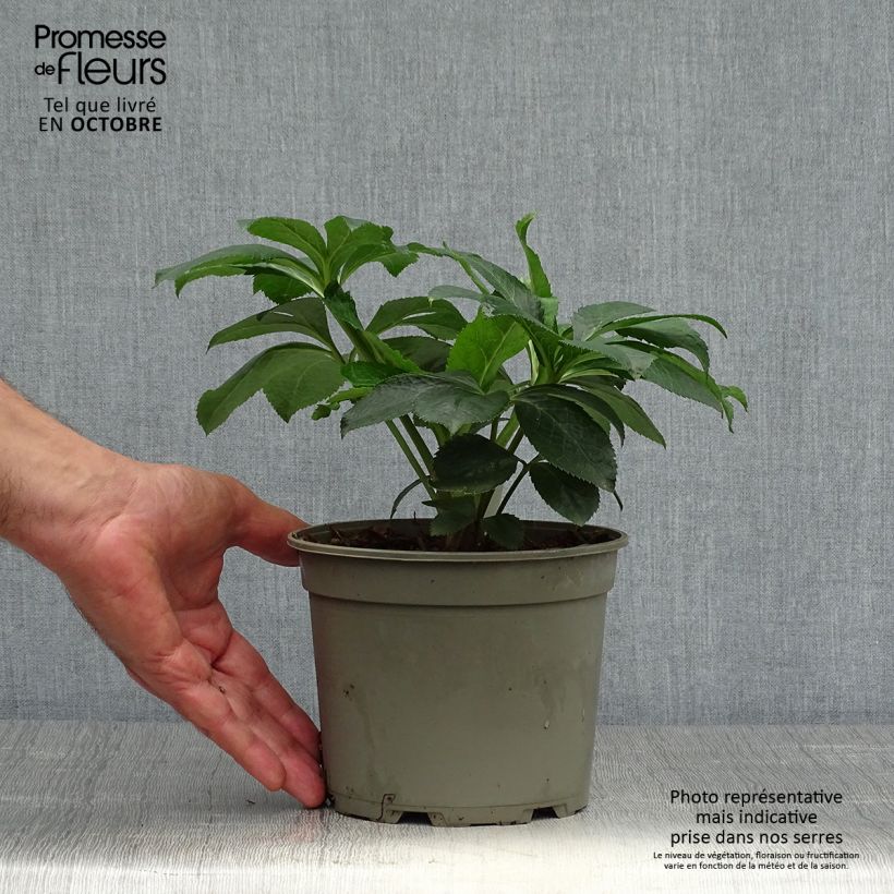 Exemplaar van Hellébore orientale Picotee Pot de 2L/3L zoals geleverd in de herfst