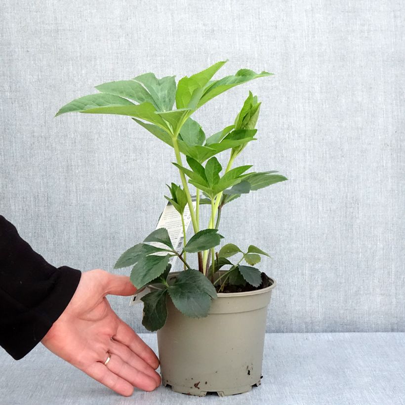 Exemplaar van Helleborus Picotee - Lenteroos Pot van 2 l/3 l zoals geleverd in de lente
