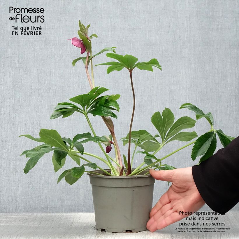 Exemplaar van Helleborus Red - Lenteroos Pot van 2 l/3 l zoals geleverd in de winter