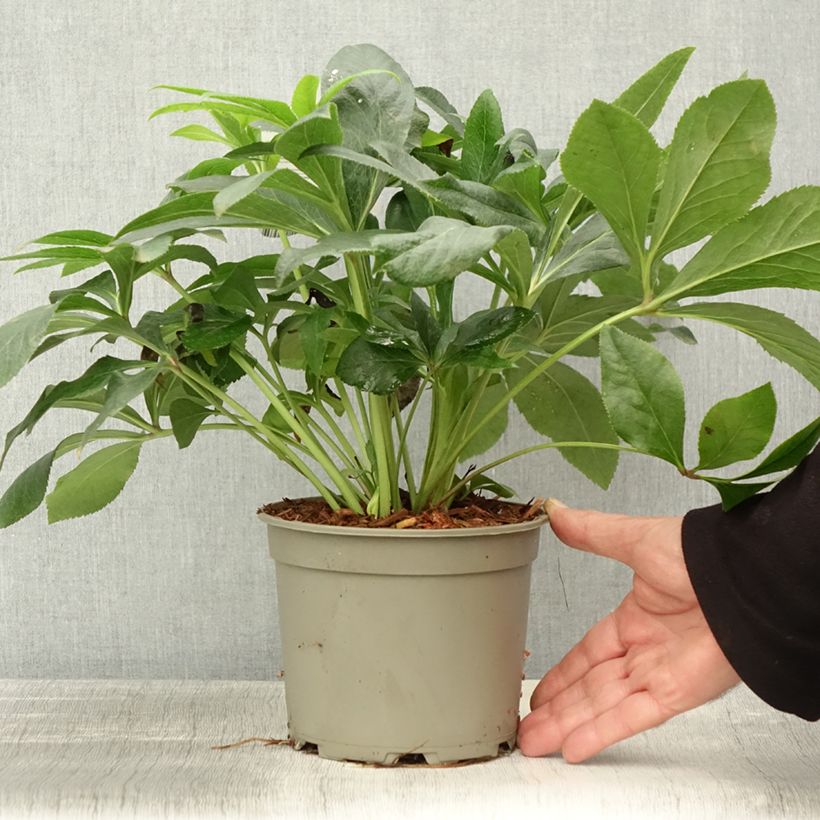 Exemplaar van Helleborus ViV Alessandra - Lenteroos Pot van 2 l/3 l zoals geleverd in de herfst