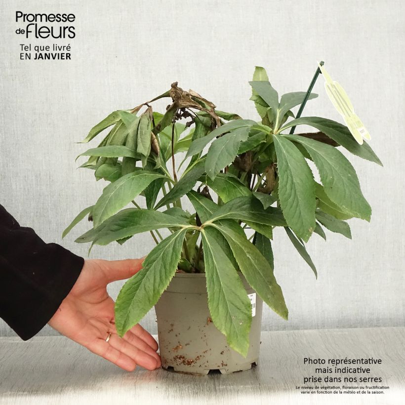 Exemplaar van Helleborus ViV Alessandra - Lenteroos Pot van 2 l/3 l zoals geleverd in de winter