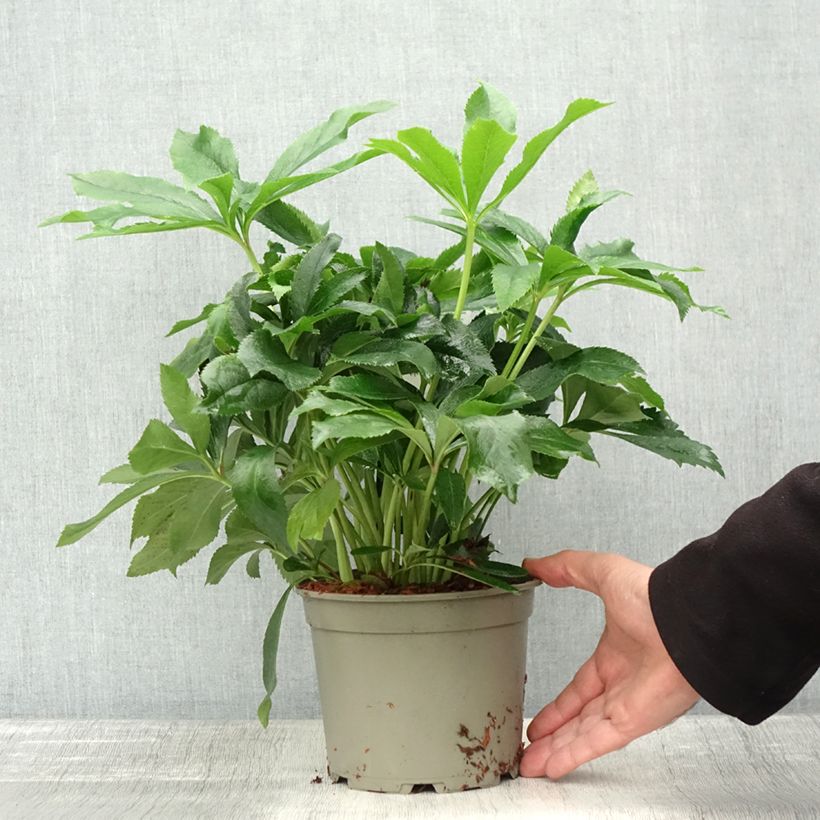 Exemplaar van Helleborus ViV Alessia - Lenteroos Pot van 2 l/3 l zoals geleverd in de herfst