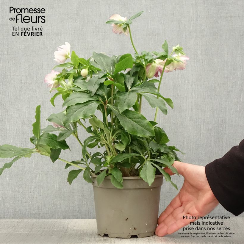 Exemplaar van Helleborus ViV Alessia - Lenteroos Pot van 2 l/3 l zoals geleverd in de winter