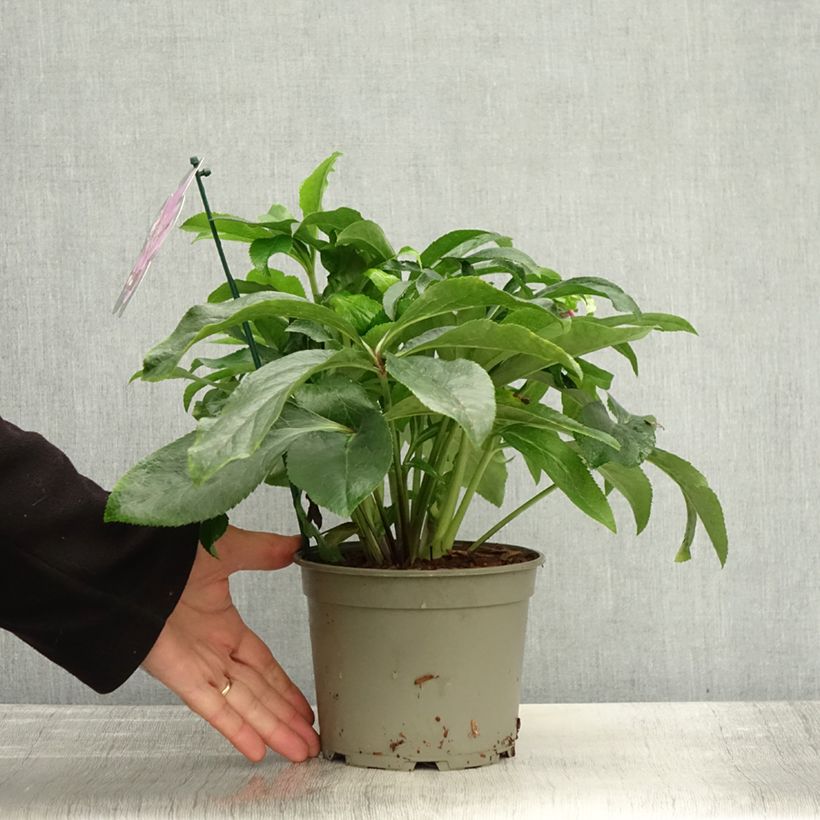 Exemplaar van Hellébore orientale ViV Ariana Pot de 2L/3L zoals geleverd in de herfst