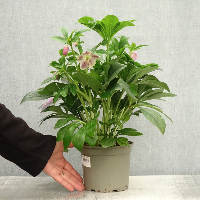 Exemplaar van Hellébore orientale ViV Batista Pot de 2L/3L zoals geleverd in de herfst