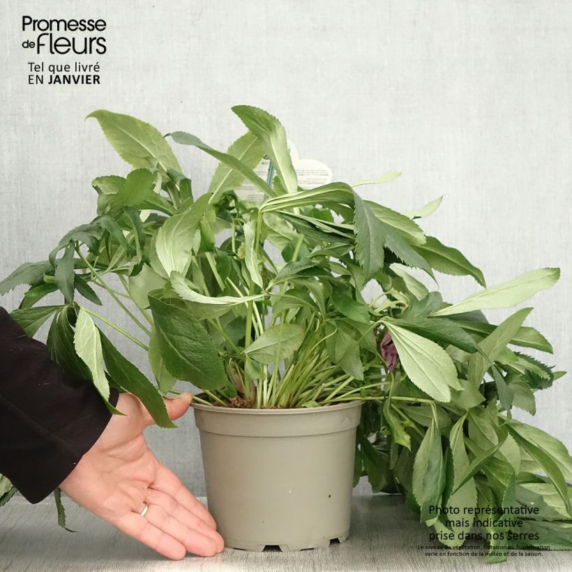 Exemplaar van Helleborus iV Batista - lenteroos Pot van 2 l/3 l zoals geleverd in de winter