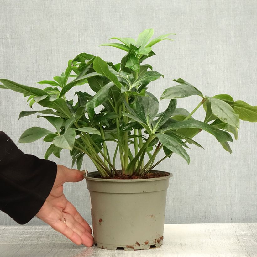 Exemplaar van Helleborus ViV Carlotta - lenteroos Pot van 2 l/3 l zoals geleverd in de herfst