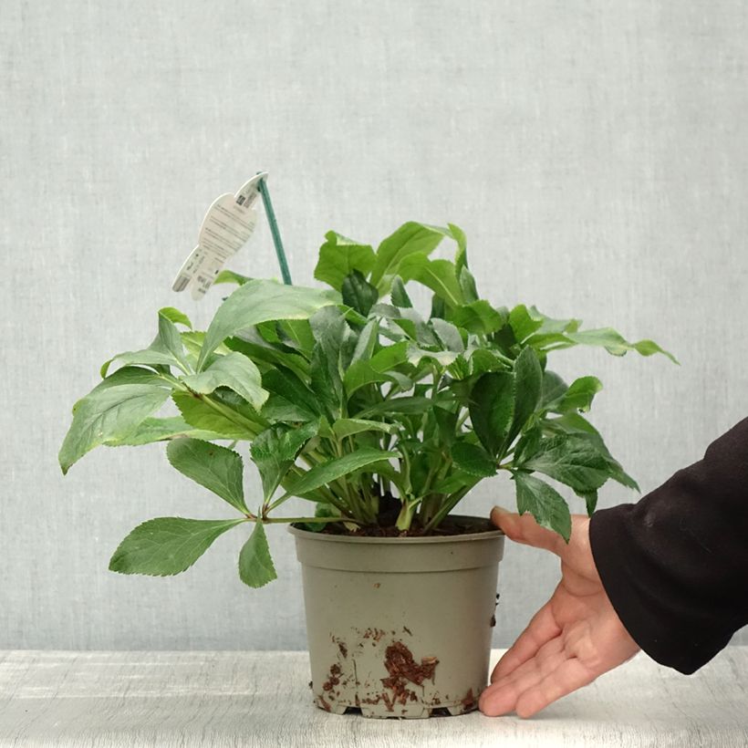 Exemplaar van Helleborus ViV Celestina - Lenteroos Pot van 2 l/3 l zoals geleverd in de herfst