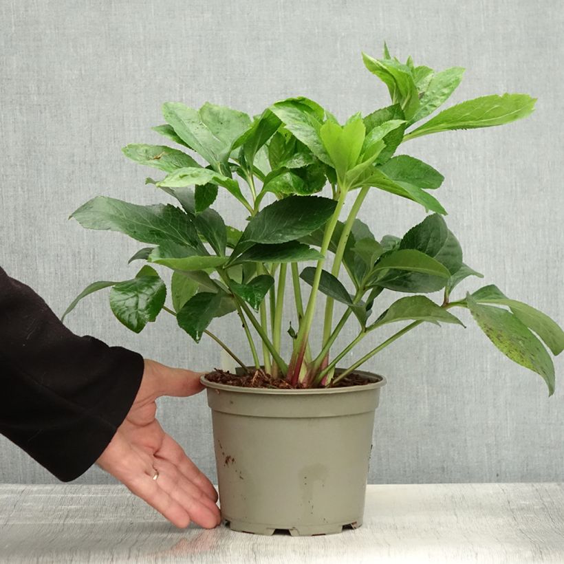 Exemplaar van Helleborus ViV Cinzia - Lenteroos Pot van 2 l/3 l zoals geleverd in de herfst