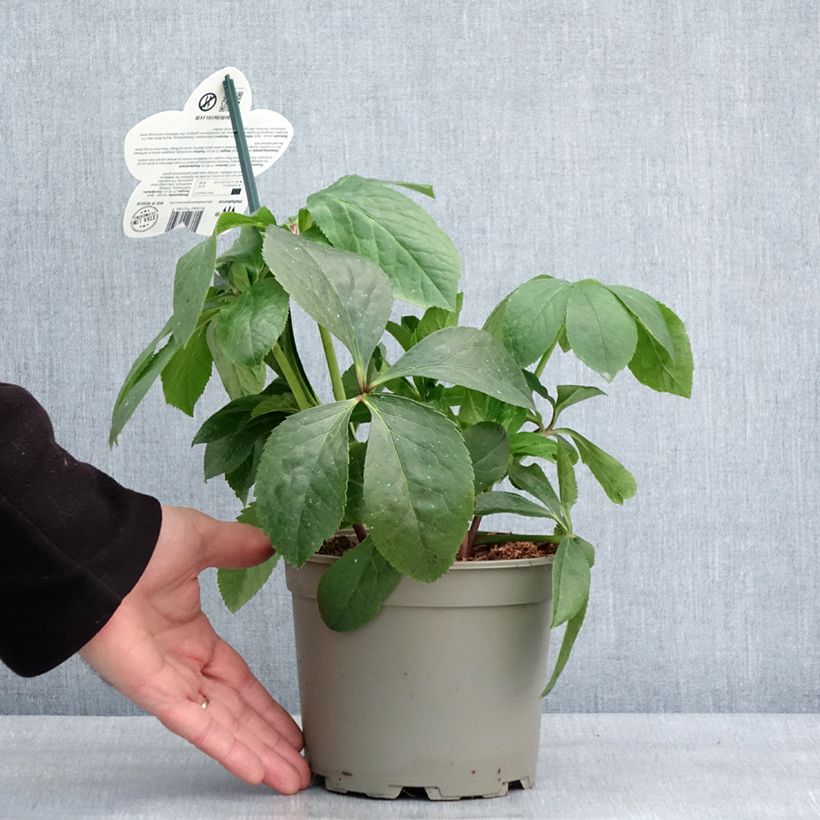 Exemplaar van Helleborus ViV Cinzia - Lenteroos Pot van 2 l/3 l zoals geleverd in de winter