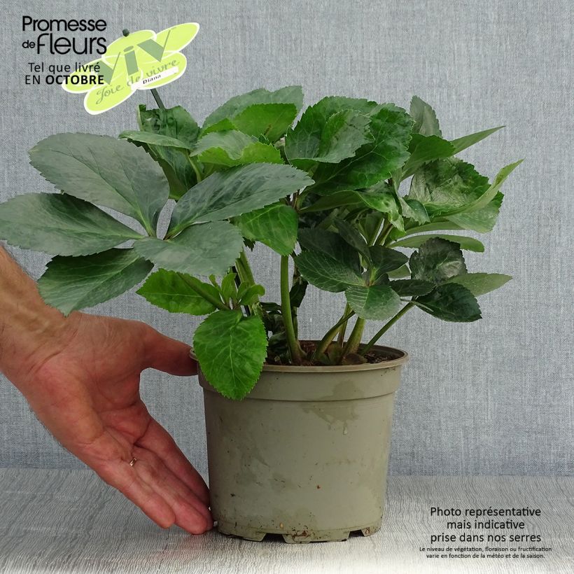 Exemplaar van Helleborus ViV Diana BIO - Lenteroos Pot van 2 l/3 l zoals geleverd in de herfst