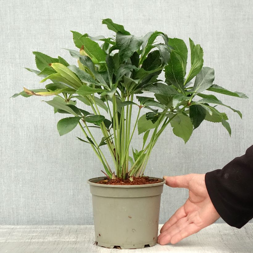 Exemplaar van Hellébore orientale ViV Elena Pot de 2L/3L zoals geleverd in de herfst