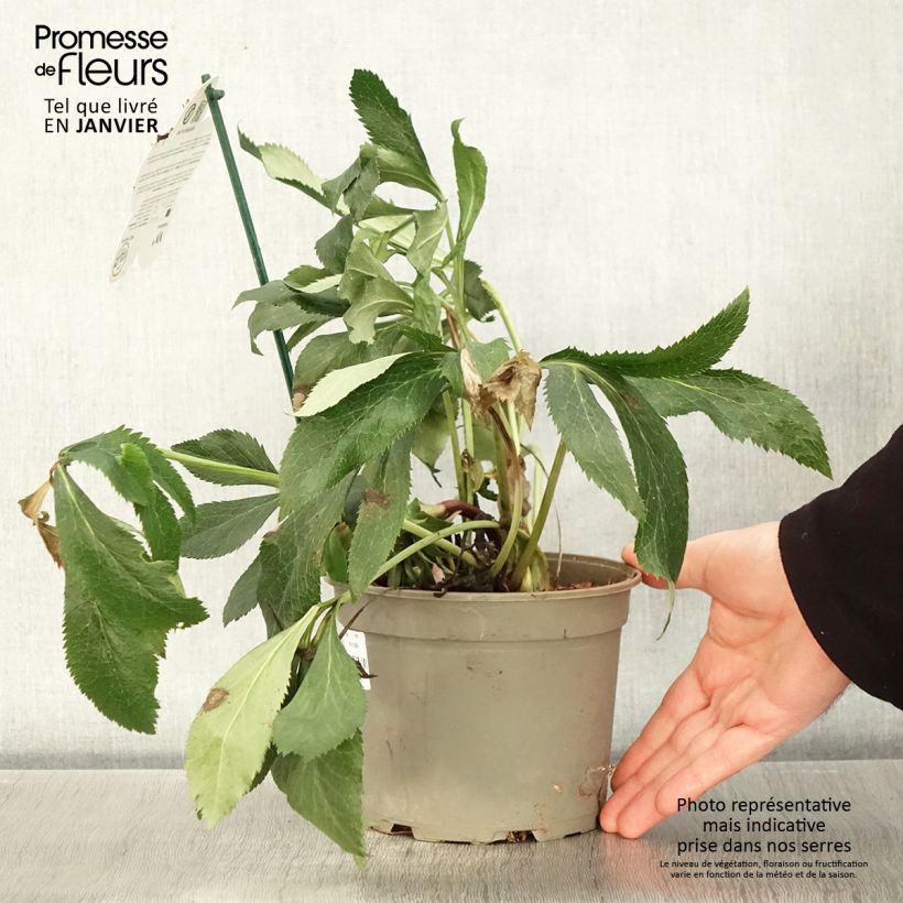 Exemplaar van Helleborus ViV Elena - lenteroos Pot van 2 l/3 l zoals geleverd in de winter