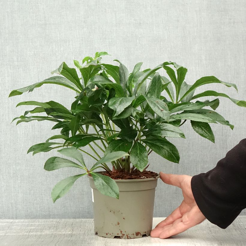 Exemplaar van Hellébore orientale ViV Eleonora Pot de 2L/3L zoals geleverd in de herfst