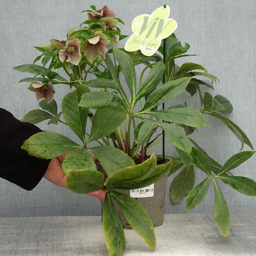 Exemplaar van Helleborus ViV Eloisa - Lenteroos Pot van 2 l/3 l zoals geleverd in de lente