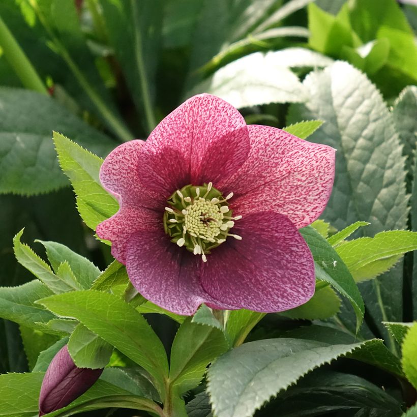 Helleborus ViV Eloisa - Lenteroos (Bloei)